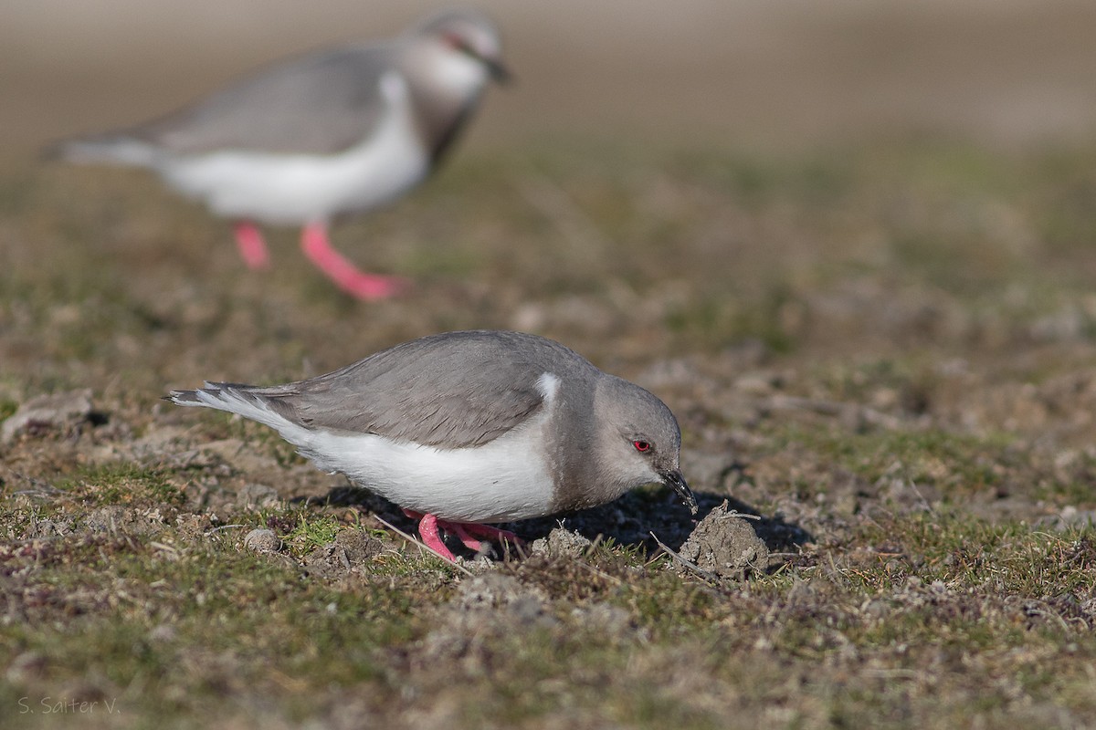 Magellanic Plover - ML623590849