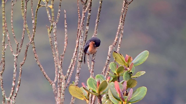 Black-throated Flowerpiercer - ML623590856