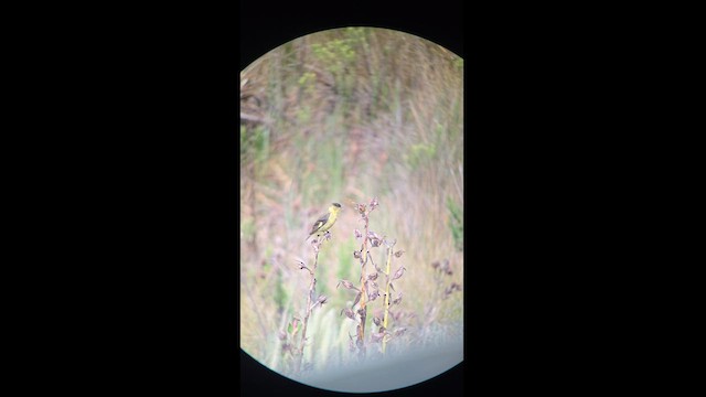 Andean Siskin - ML623590870