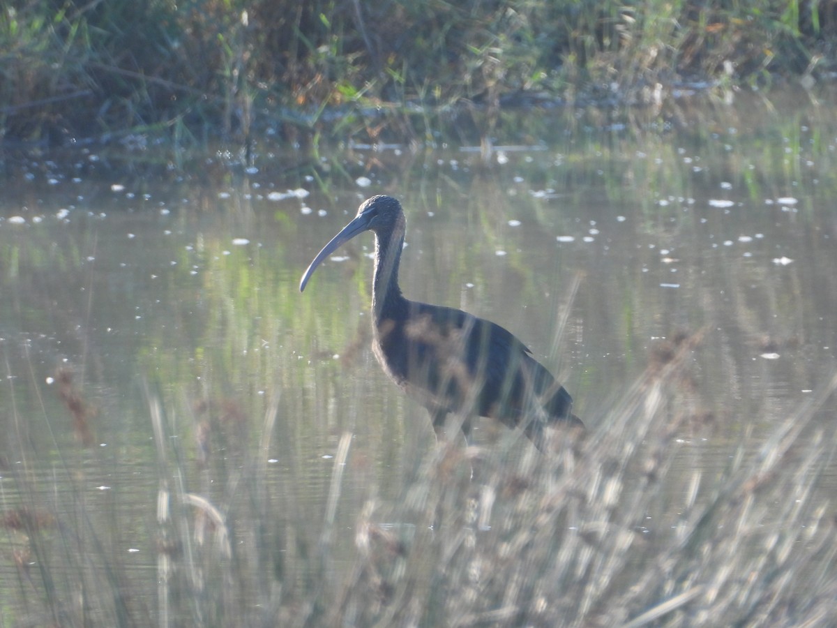 ibis hnědý - ML623590882