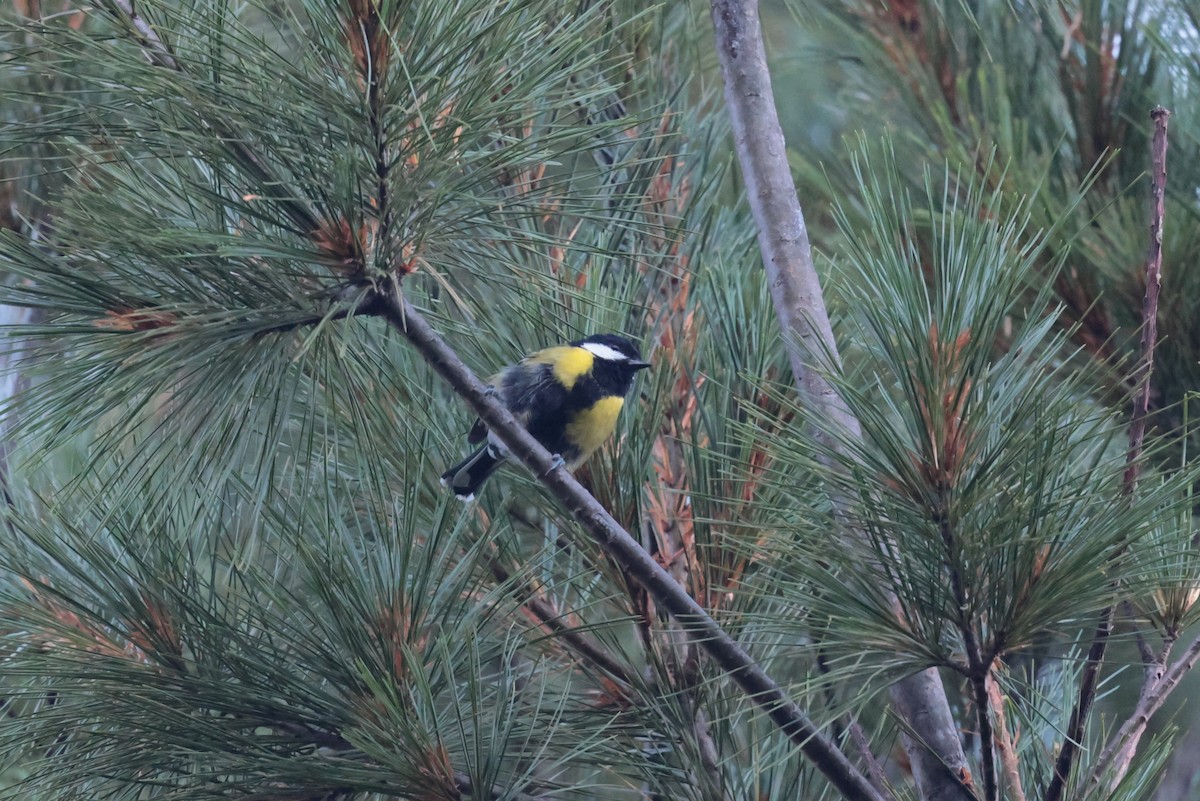 Green-backed Tit - ML623590933