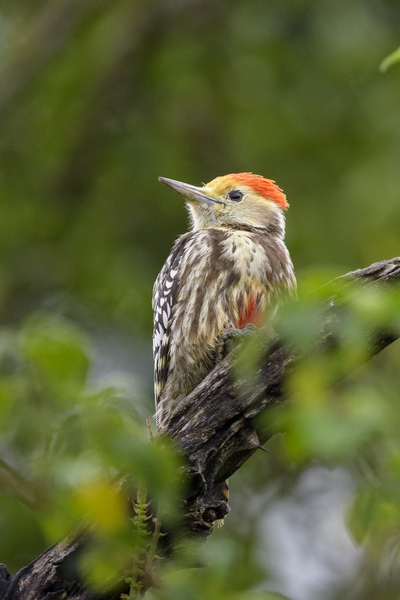 Yellow-crowned Woodpecker - ML623590950