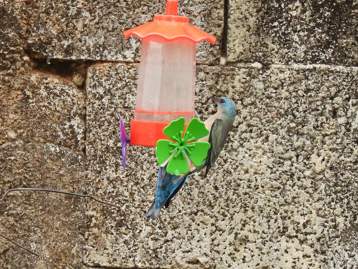 Black-legged Dacnis - Leandro Corrêa