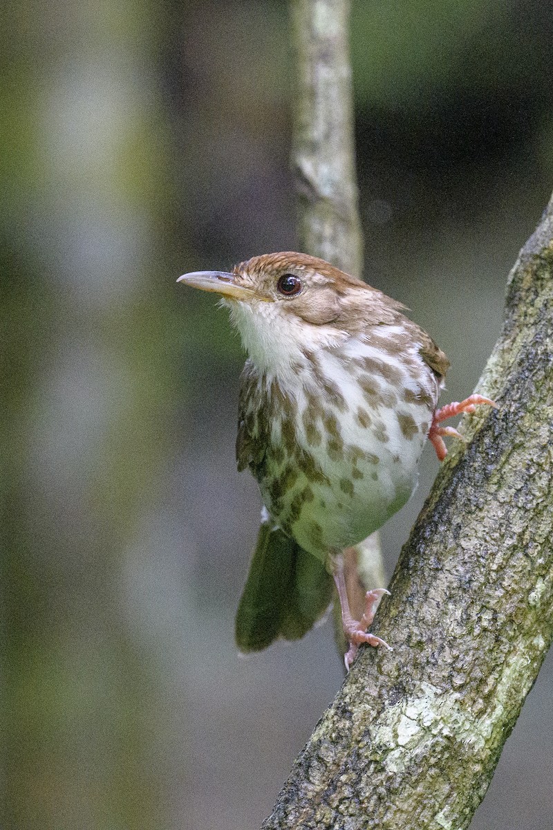 Puff-throated Babbler - ML623590961