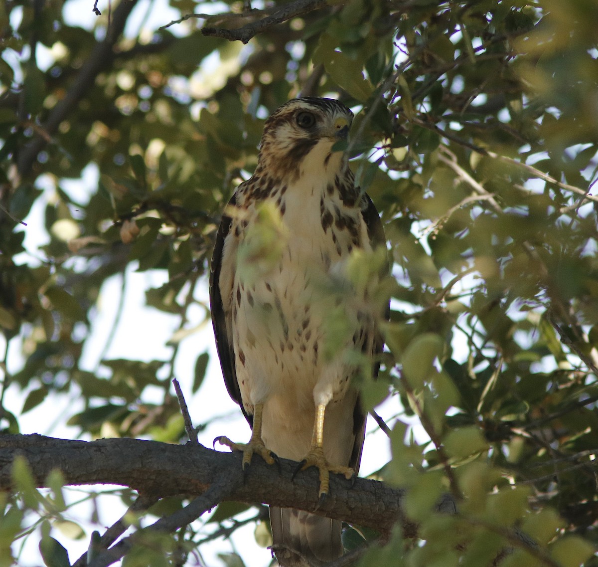 Broad-winged Hawk - ML623590970