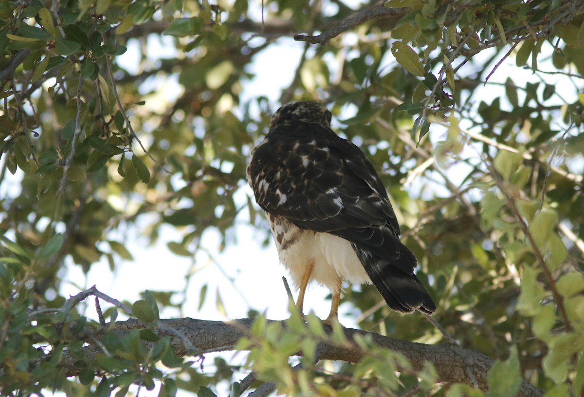 Broad-winged Hawk - ML623590971