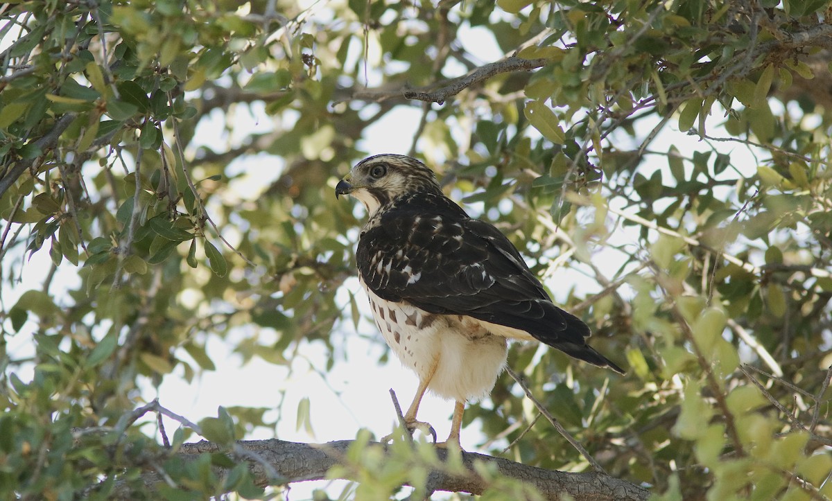 Broad-winged Hawk - ML623590972