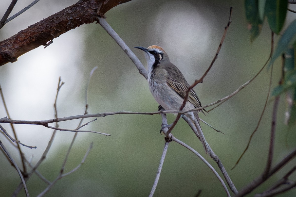 Tawny-crowned Honeyeater - ML623590986