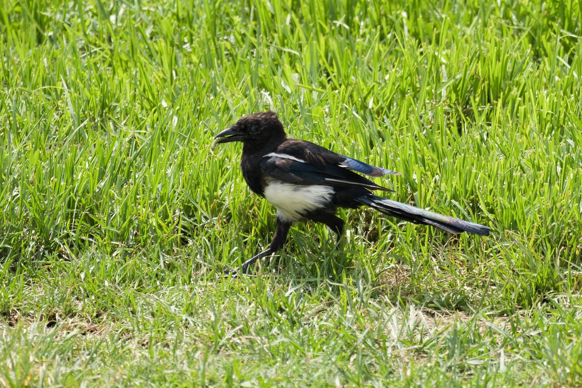 Eurasian Magpie - ML623591087