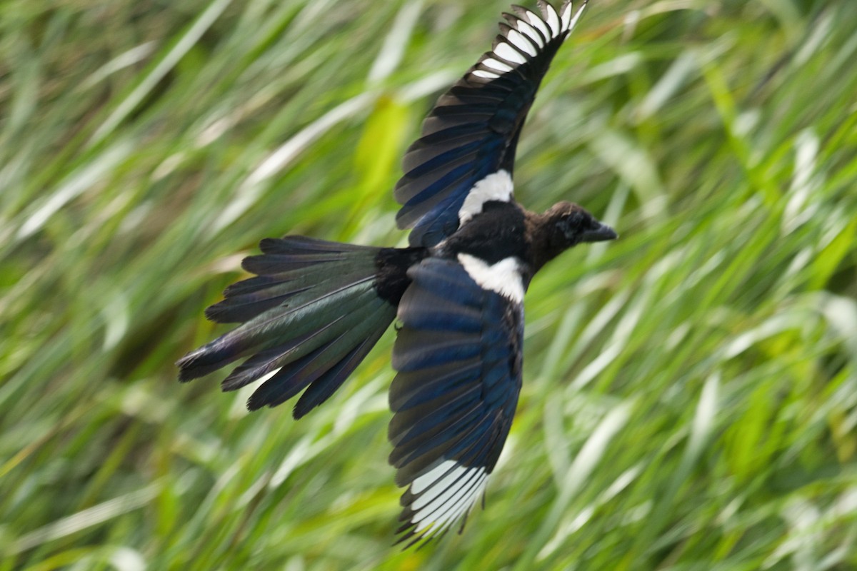 Eurasian Magpie - ML623591130