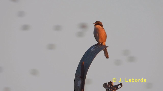 Iberian Gray Shrike - ML623591140