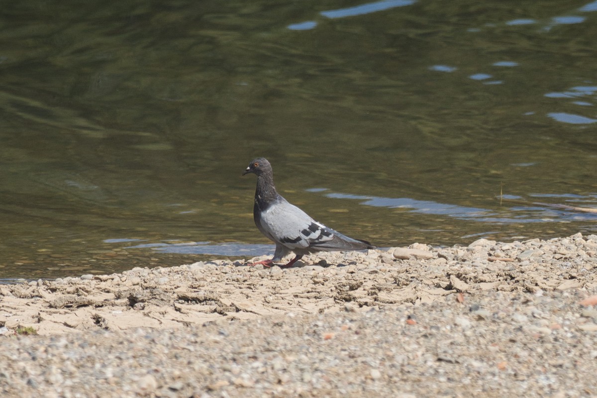 Rock Pigeon (Feral Pigeon) - ML623591147