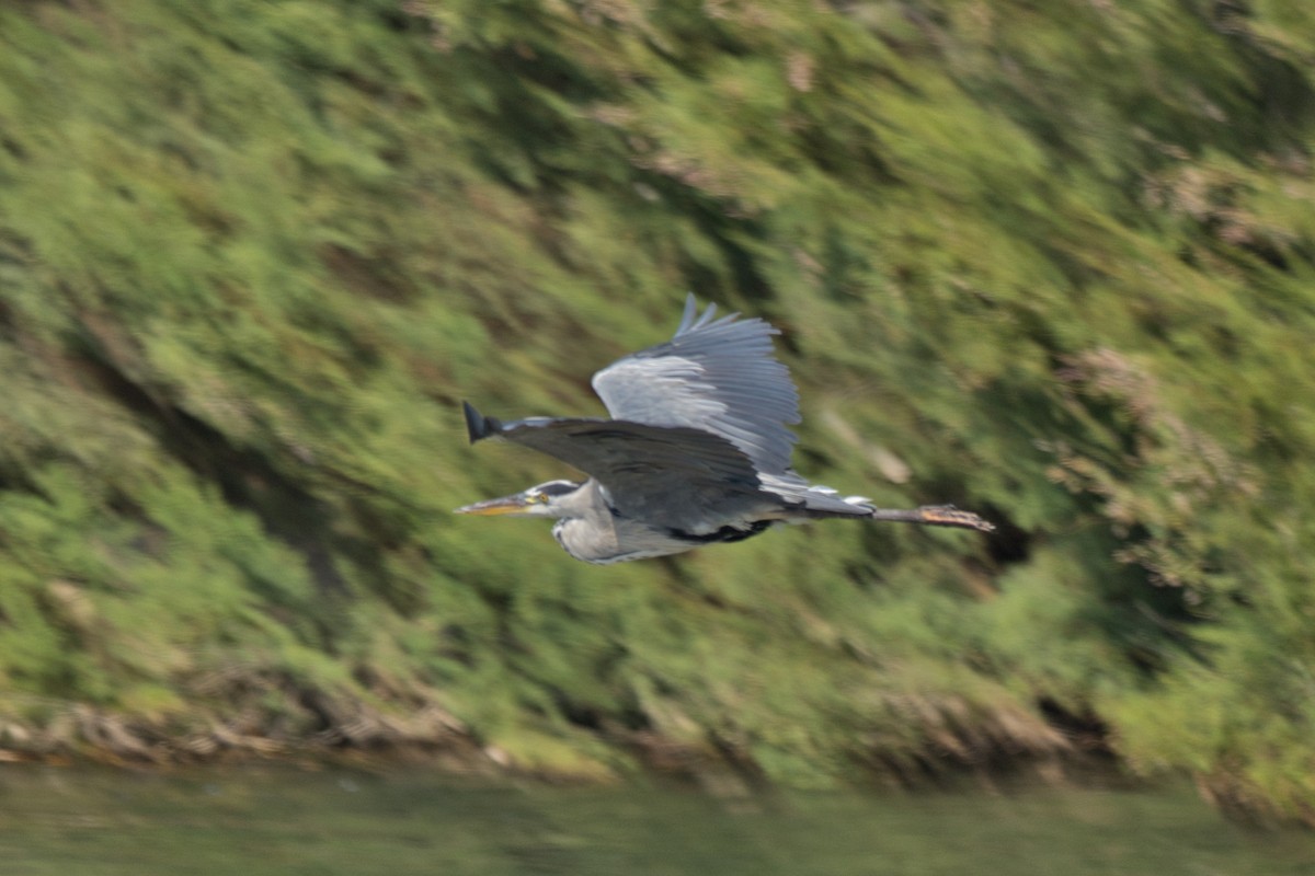 Gray Heron - ML623591152