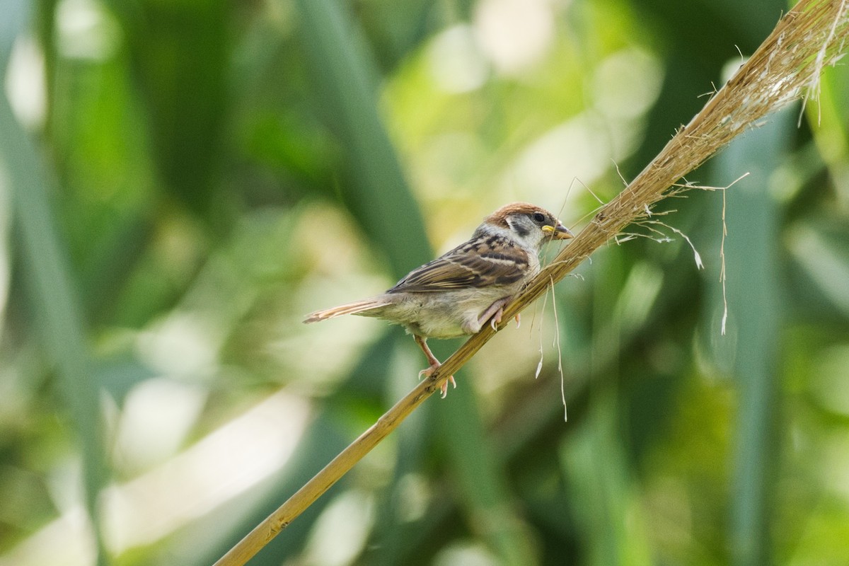 Eurasian Tree Sparrow - ML623591158