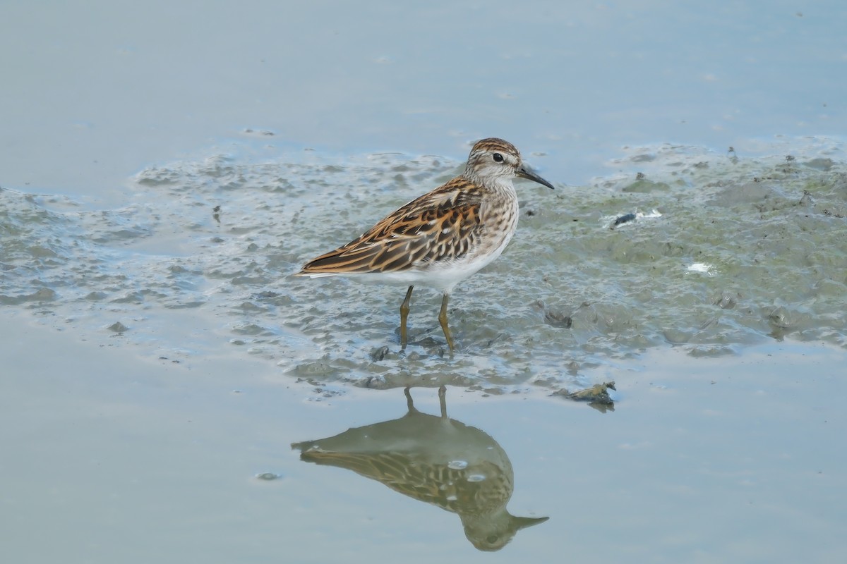 Langzehen-Strandläufer - ML623591161