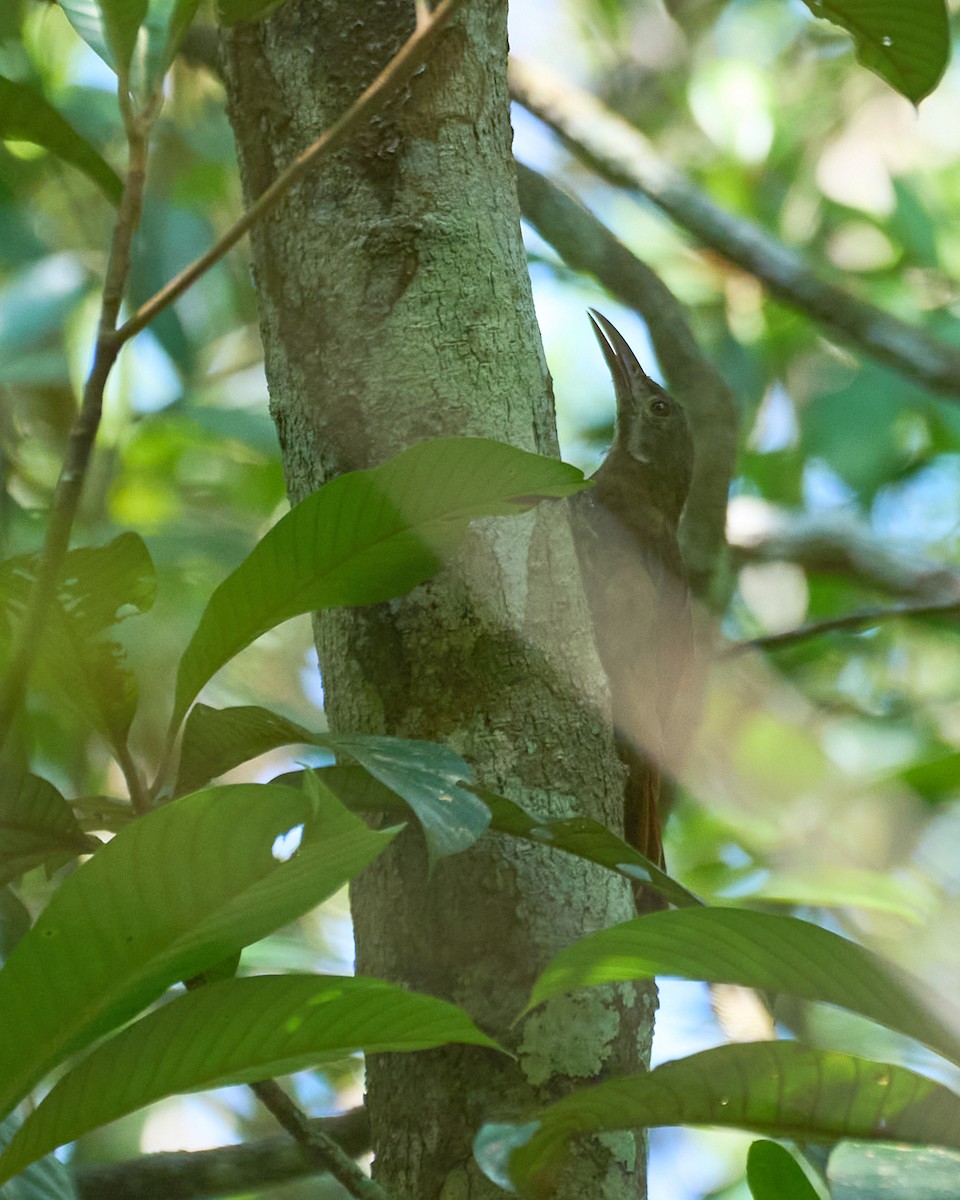 Red-billed Woodcreeper - ML623591173