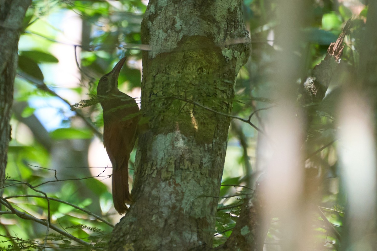 Red-billed Woodcreeper - ML623591174