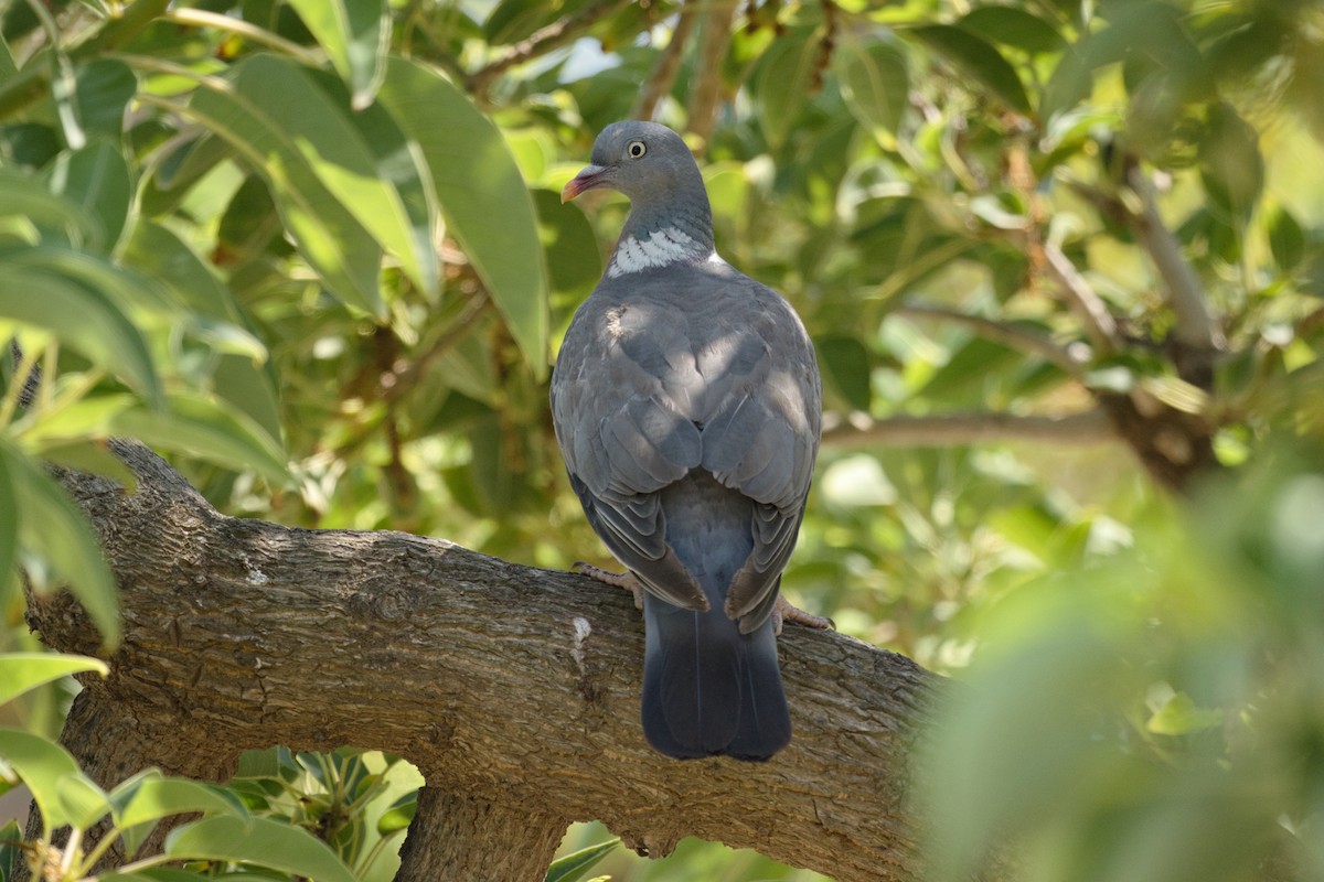 Common Wood-Pigeon - ML623591176