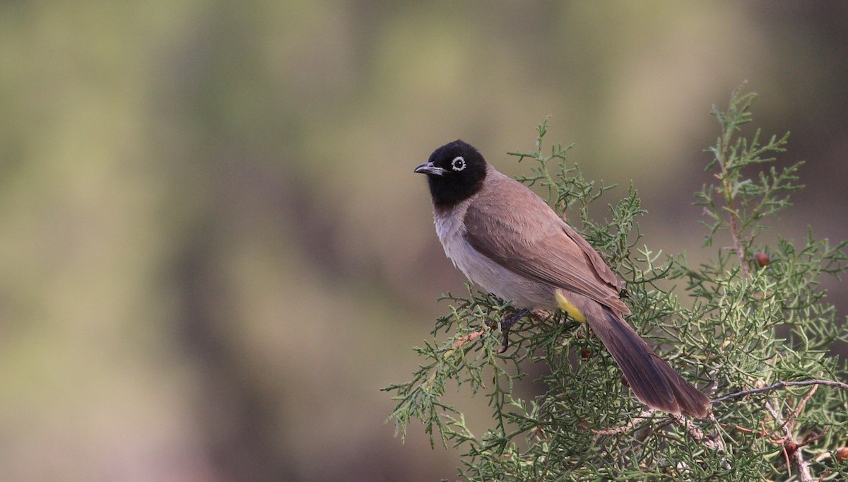 White-spectacled Bulbul - ML623591189