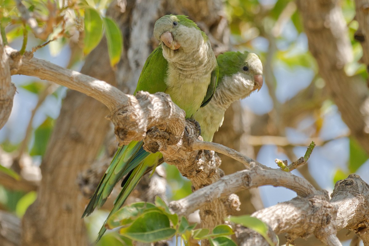 Monk Parakeet - ML623591190