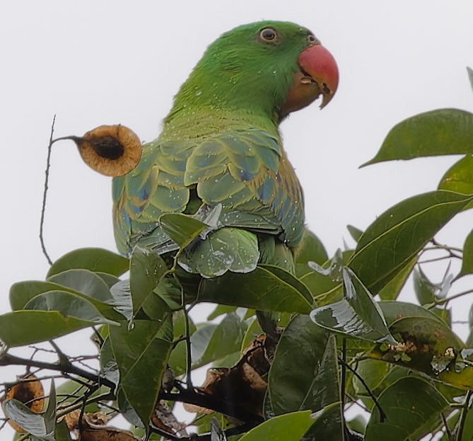 Blue-naped Parrot - ML623591218