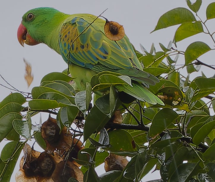 Blue-naped Parrot - ML623591219