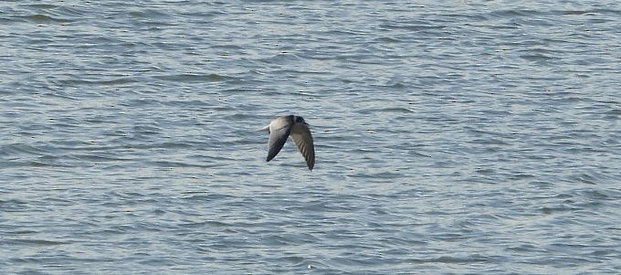 Black Tern - ML623591226