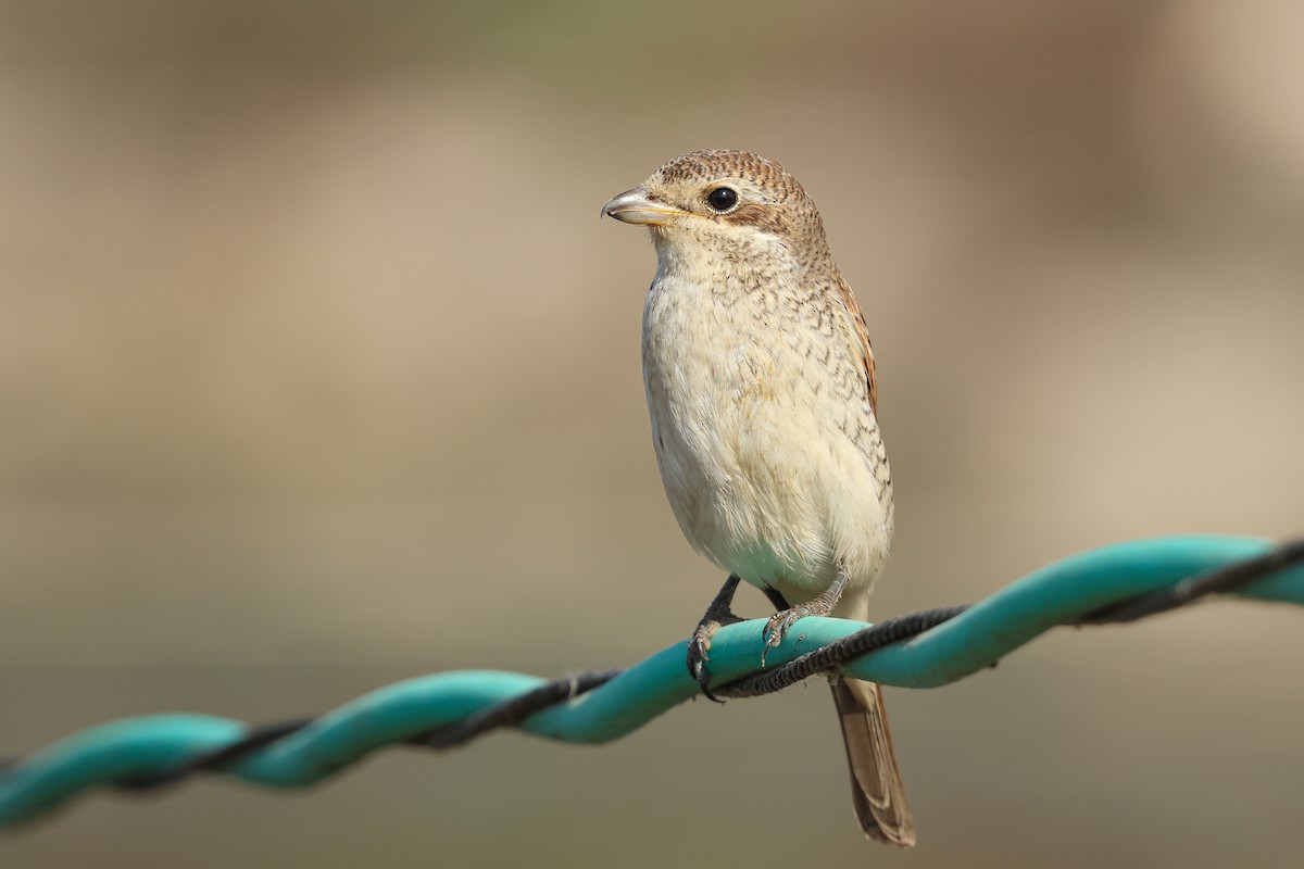 Red-backed Shrike - ML623591228