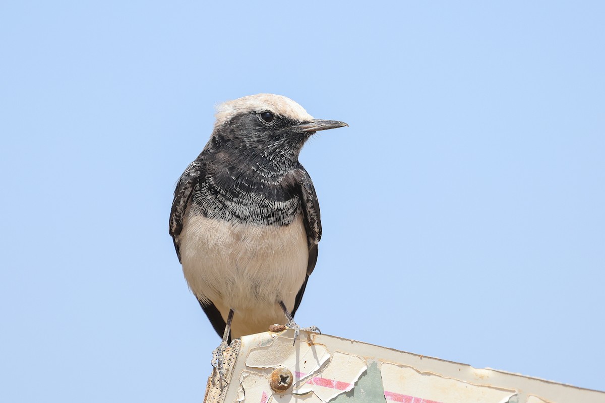 Hooded Wheatear - ML623591310