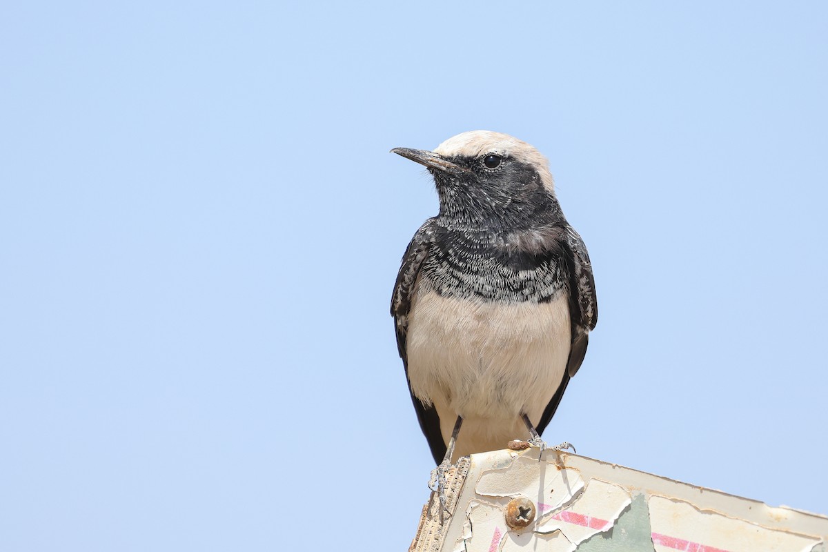 Hooded Wheatear - ML623591311