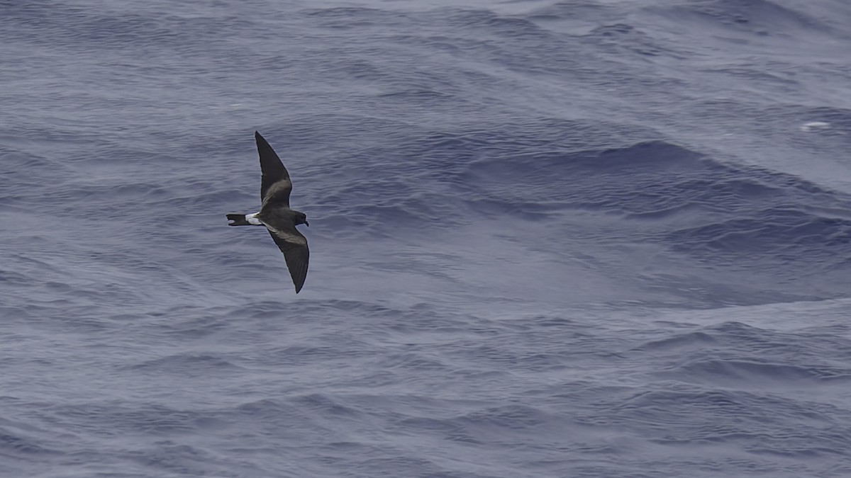 Band-rumped Storm-Petrel - ML623591323