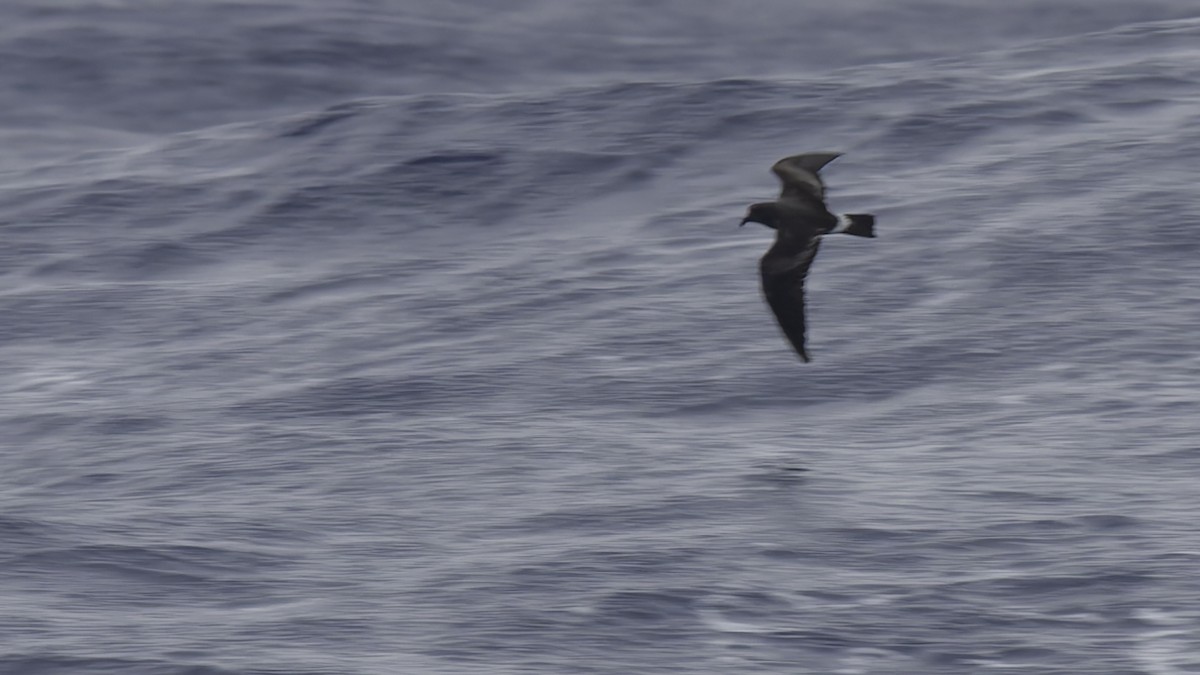 Band-rumped Storm-Petrel - ML623591324