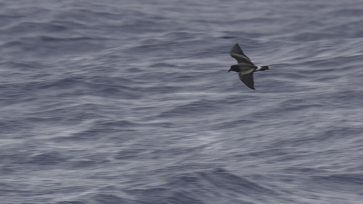 Band-rumped Storm-Petrel - ML623591325