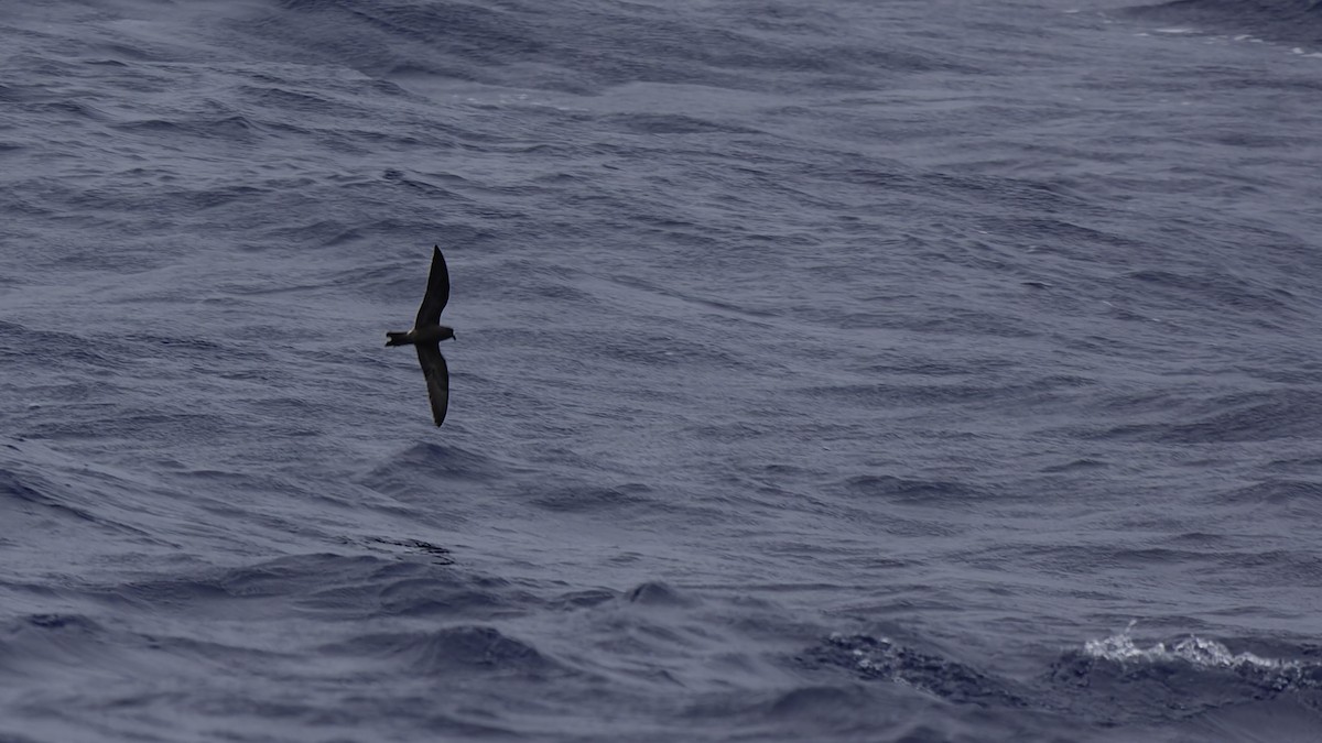 Band-rumped Storm-Petrel - ML623591326