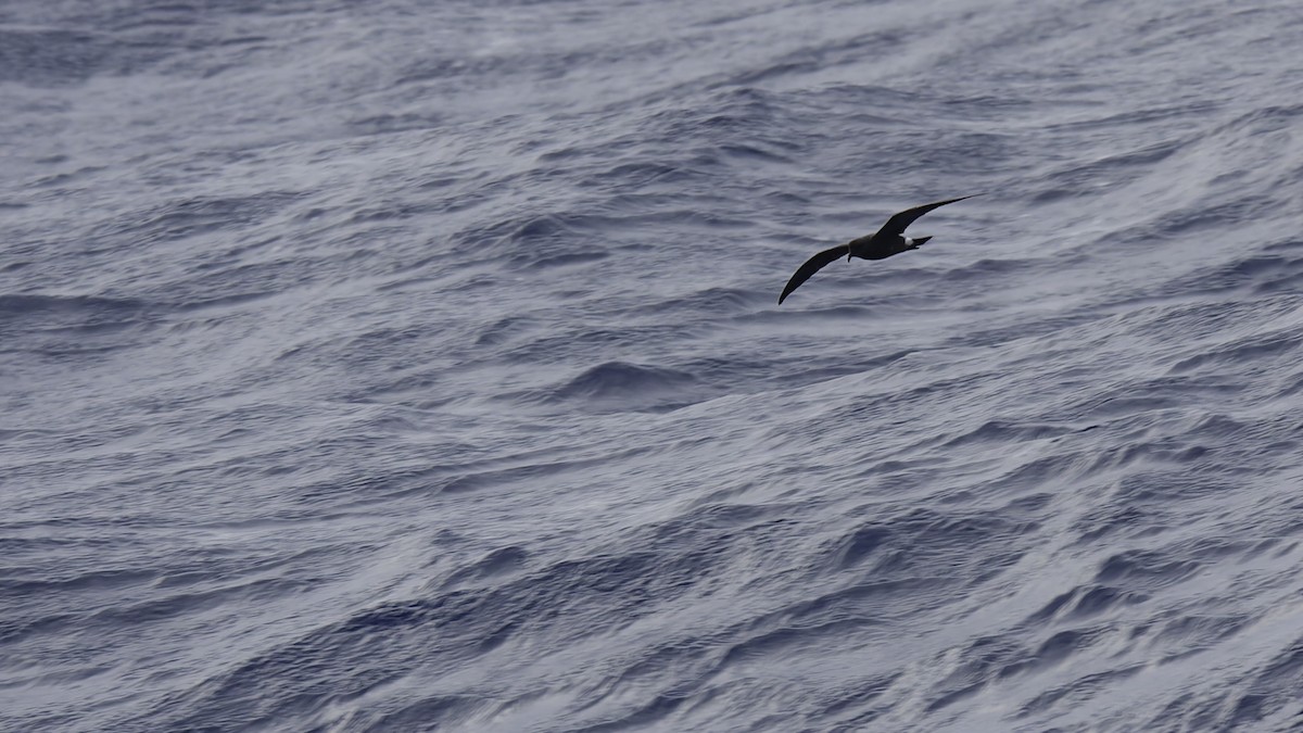 Band-rumped Storm-Petrel - ML623591328