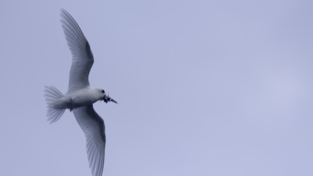 White Tern (Atlantic) - Robert Tizard