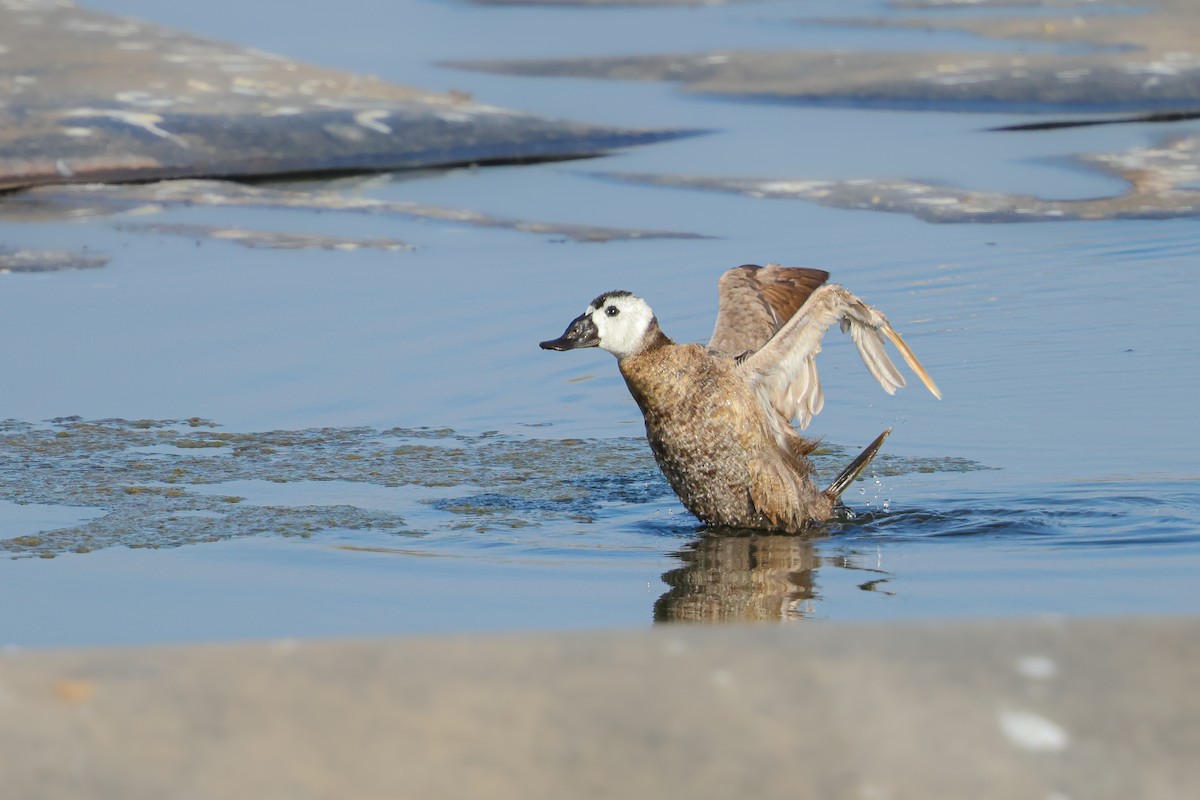 White-headed Duck - Amit Goldstein