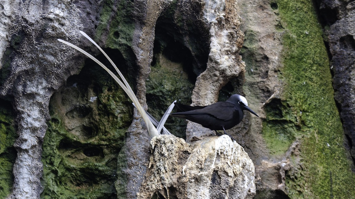 Black Noddy - Robert Tizard