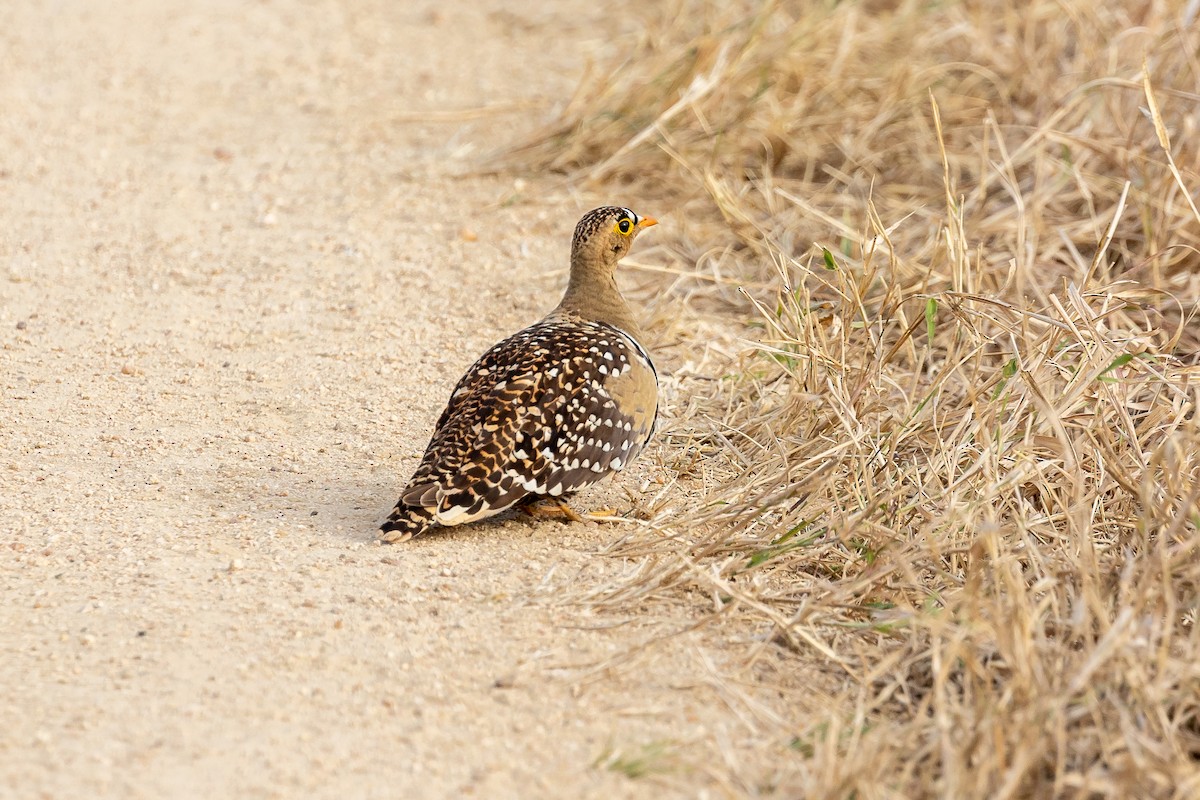 Double-banded Sandgrouse - Graham Possingham