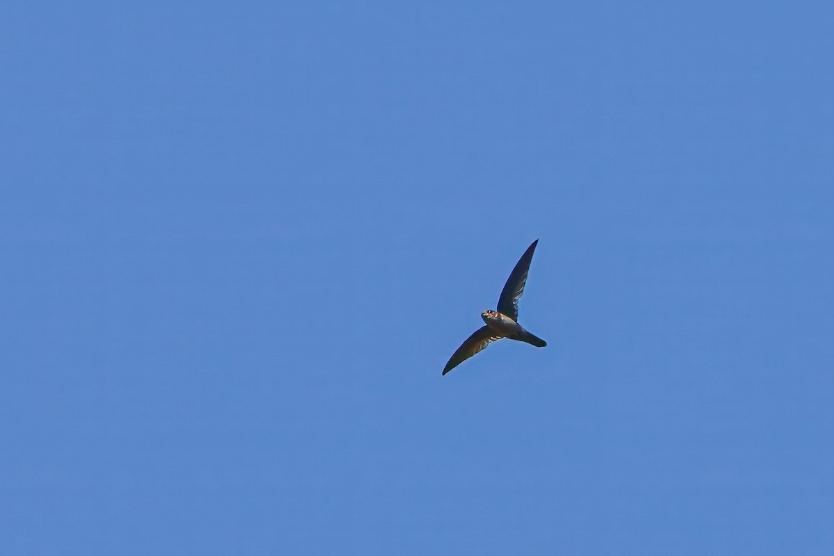 Australian Swiftlet - ML623591434