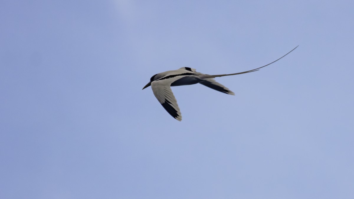 White-tailed Tropicbird (Ascension) - ML623591452