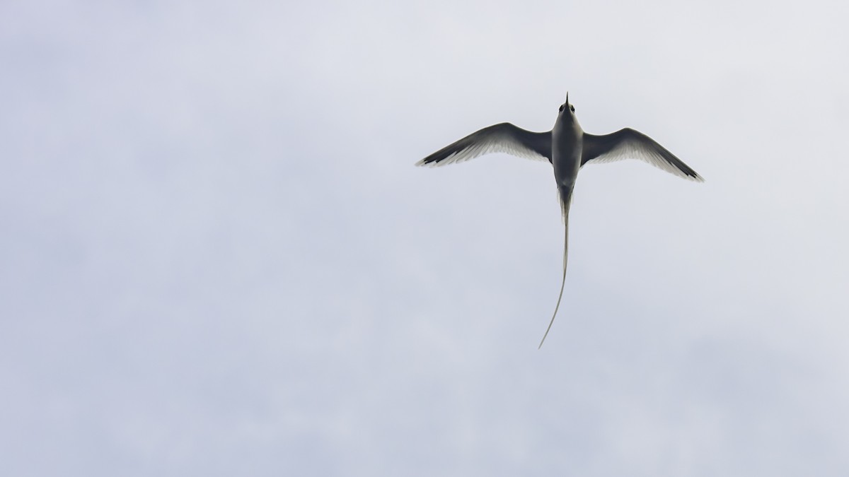 White-tailed Tropicbird (Ascension) - ML623591454