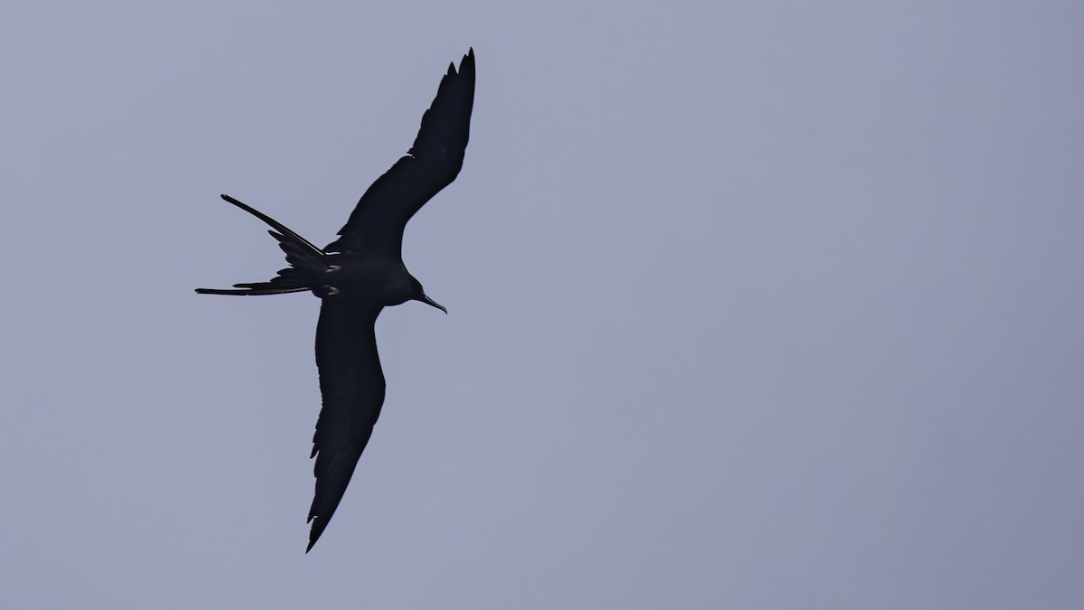 Ascension Frigatebird - ML623591466