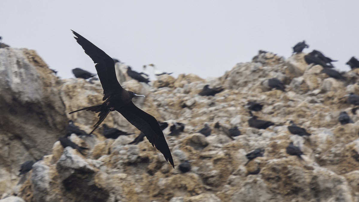 Ascension Frigatebird - ML623591468