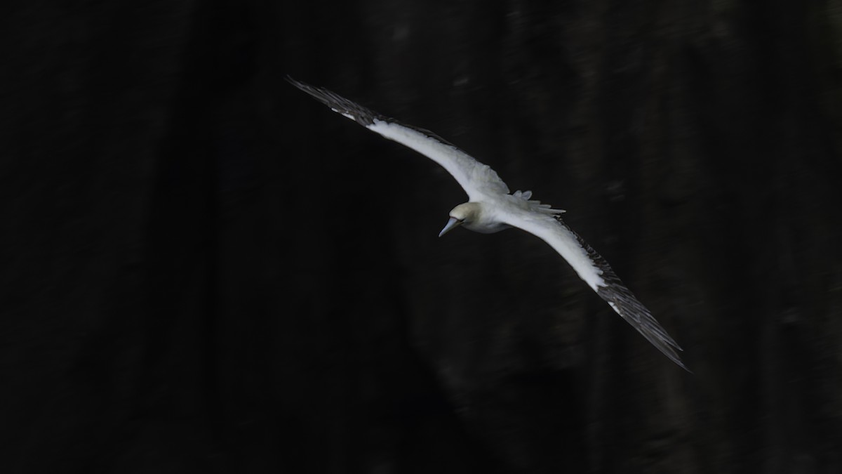 Red-footed Booby - Robert Tizard