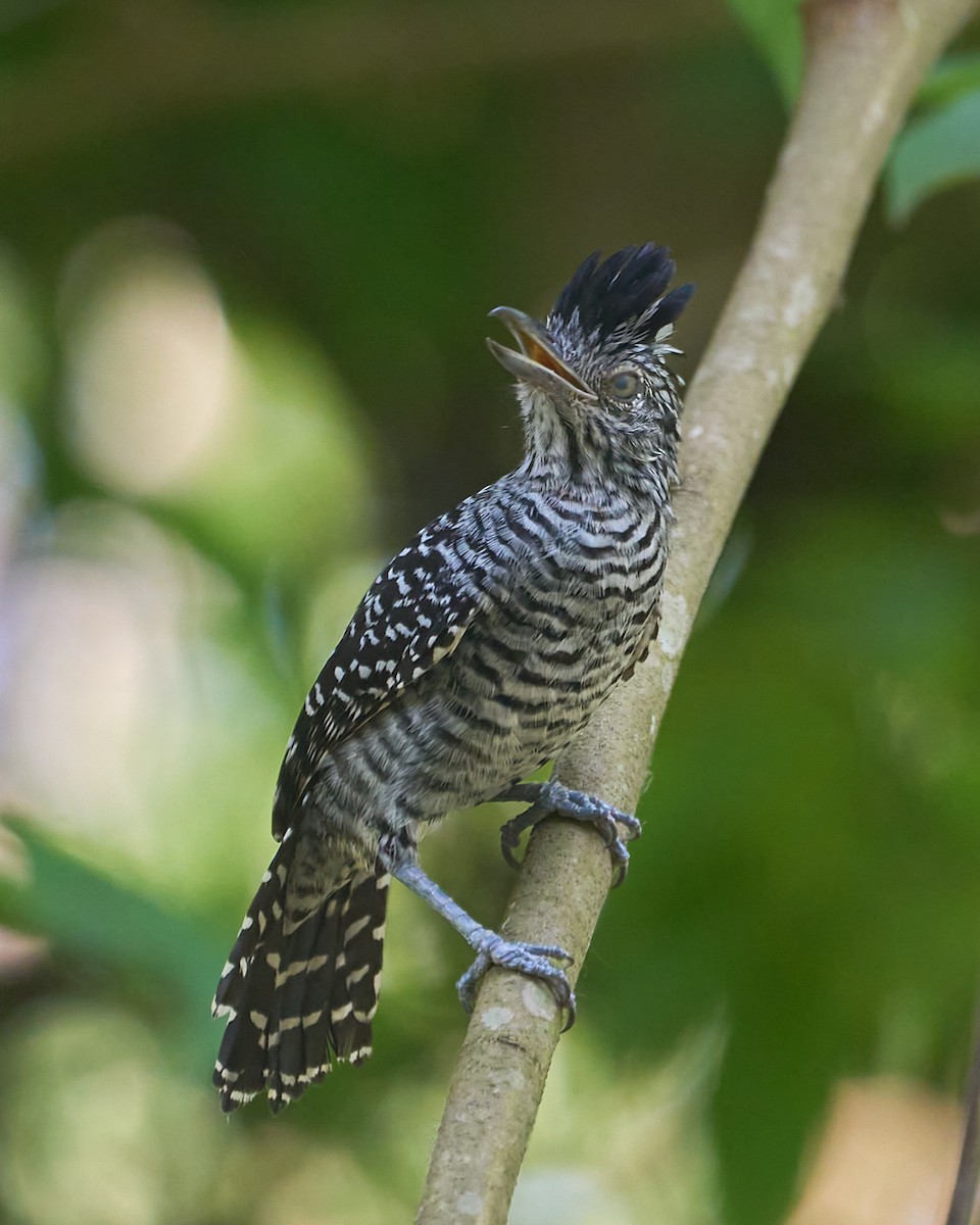 Barred Antshrike (Barred) - ML623591482