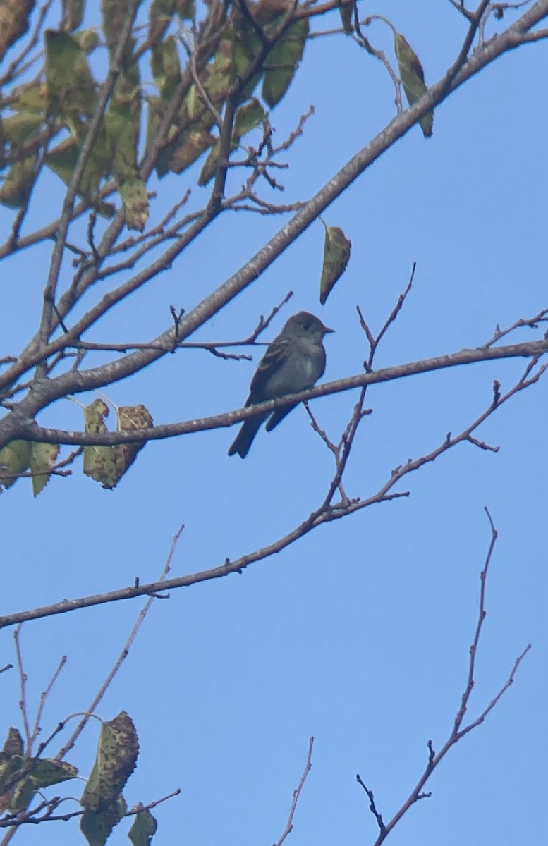 Eastern Wood-Pewee - ML623591488