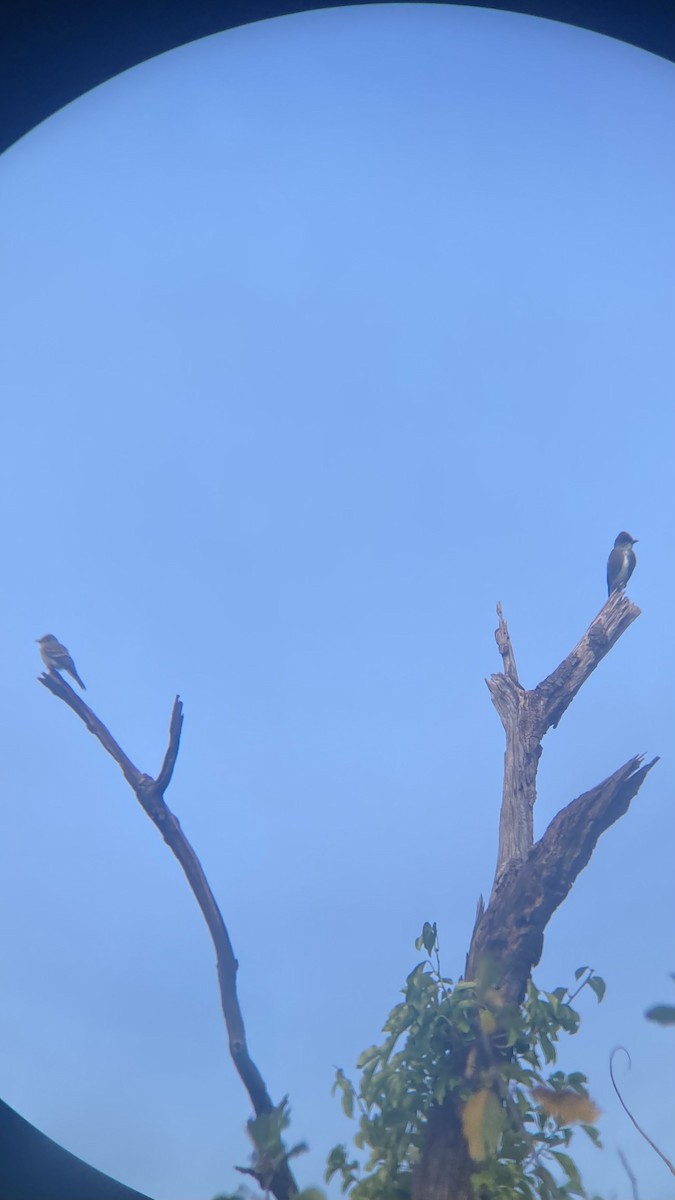 Eastern Wood-Pewee - ML623591499