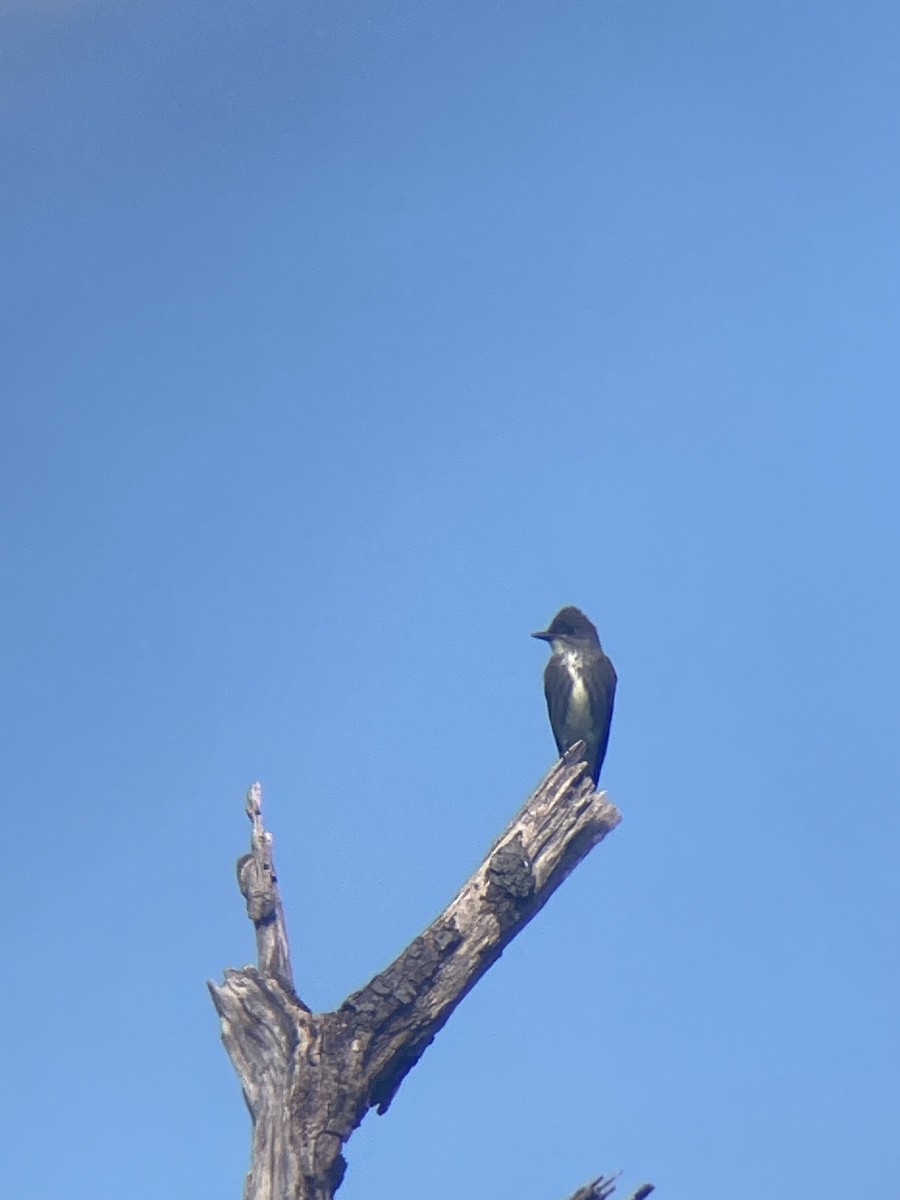 Olive-sided Flycatcher - ML623591511