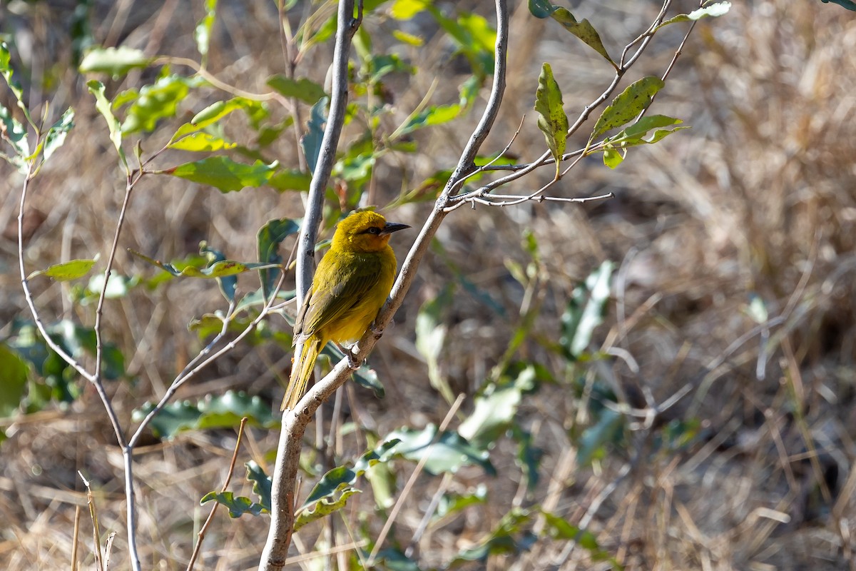 Spectacled Weaver - ML623591532